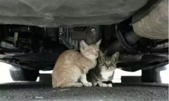 天冷了，開車前記得先喚醒它們！