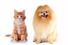 貓咪真的沒有狗狗忠誠嗎？