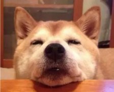 狗狗吃零食有什么注意事項？