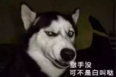 您家狗狗是不是也叫“撒手沒”？