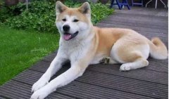 狗狗小知識(shí)，您知道多少？