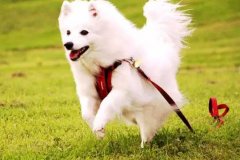 狗狗教會我們的人生道理，你做到了嗎？