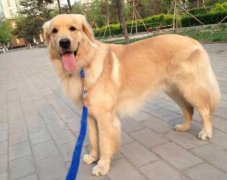 狗狗的品種，居然暴露了你的性格？