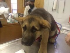 狗狗這么信任你，你怎么可以騙狗狗？！