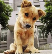 你眼中的土狗，它是我的家人！
