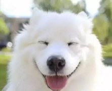 你是什么時(shí)候被你家狗撩到的？