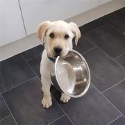 到了飯點(diǎn)不喂狗，你可知道后果的嚴(yán)重性？