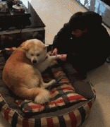 和狗狗說話恰恰說明你很聰明！