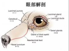 狗狗眼里常含淚水，是為愛感動(dòng)嗎？