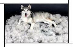 毛質(zhì)差、過度脫毛？華興重磅推出犬美毛處方糧