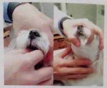 狗狗喂藥小技巧！ 華興寵物食品