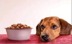 狗狗不想吃狗糧的原因有哪些？ 華興寵物食品