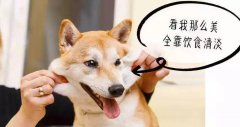 重口味的狗狗愛(ài)啃腳？注意！這可能不是怪癖而