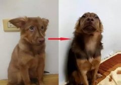 狗知道自己是狗嗎？