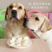 狗狗是否需要補鈣？補鈣應注意什么？ 華興寵物