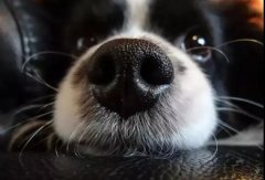 狗狗鼻子干是生病了嗎？