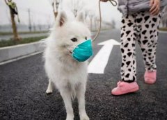 疫情下，如何保證寵物的安全？