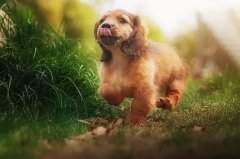 帶狗出門的五大注意事項，做個合格的養(yǎng)犬人