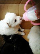 剛出生的小狗如何人工喂養(yǎng)？