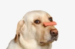 狗狗不愛吃飯的八大原因都在這里了！