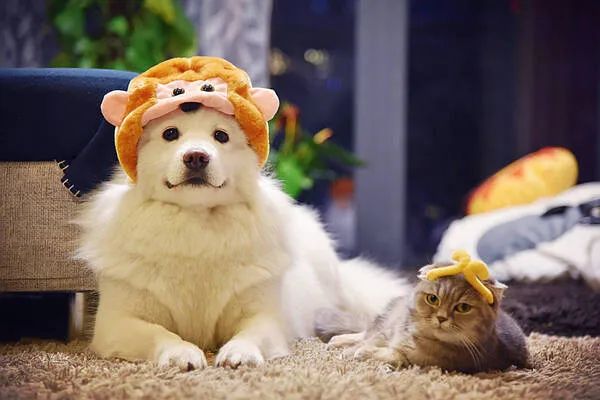 過年啦，家里的貓貓狗狗你是怎么安排的呢？快來看看