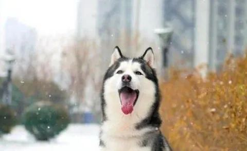 狗狗愛叫怎么辦？這六招，教給你