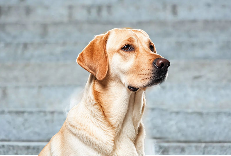 拉布拉多犬好養(yǎng)嗎？看完它的優(yōu)缺點你就知道了